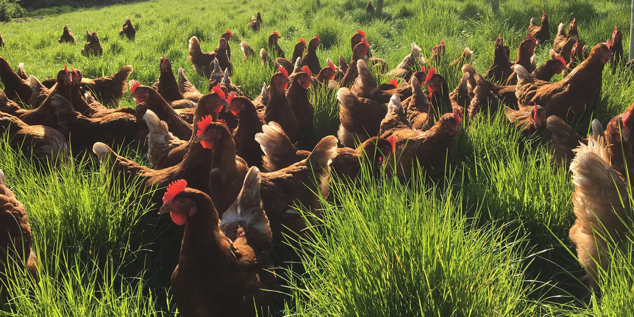 Stocking Density - BFREPA